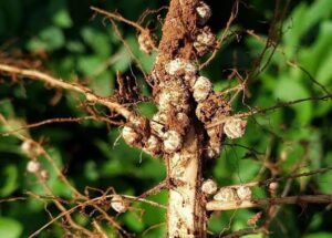 A coinoculação é uma técnica agrícola que combina as bactérias Bradyrhizobium e Azospirillum para aumentar a produtividade da soja. Ao melhorar a fixação de nitrogênio e estimular o desenvolvimento radicular, essa prática proporciona colheitas mais saudáveis e sustentáveis. Com benefícios como o aumento de até 16% na produtividade, a coinoculação reduz a dependência de fertilizantes químicos, promovendo uma agricultura mais ecológica e eficiente.